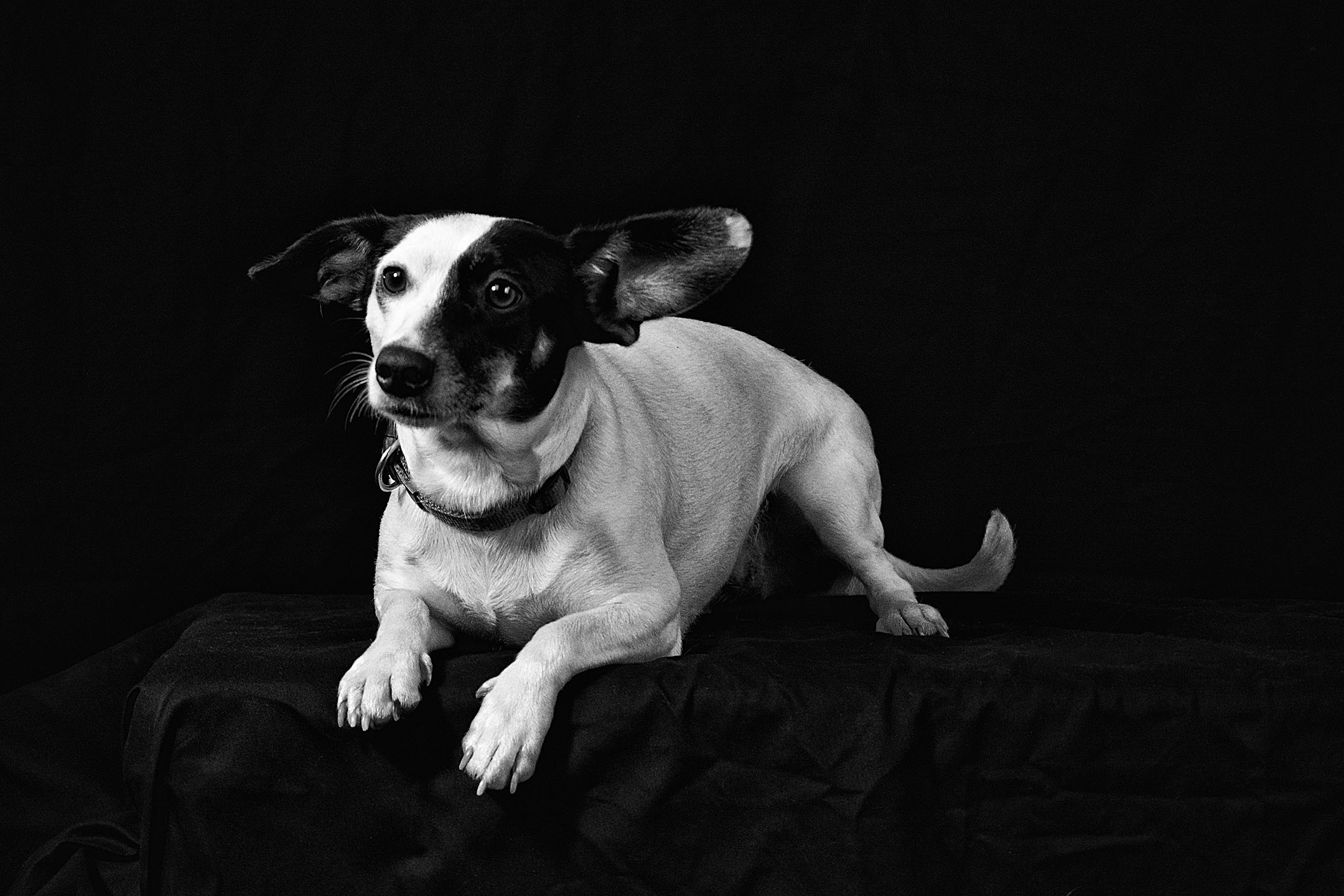 Haustiere: Hund im Studio