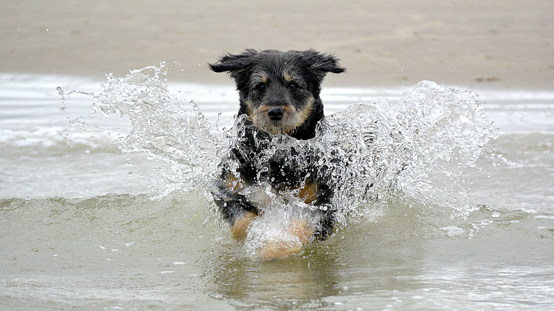 Haustiere: Hund in den Wellen am Meer