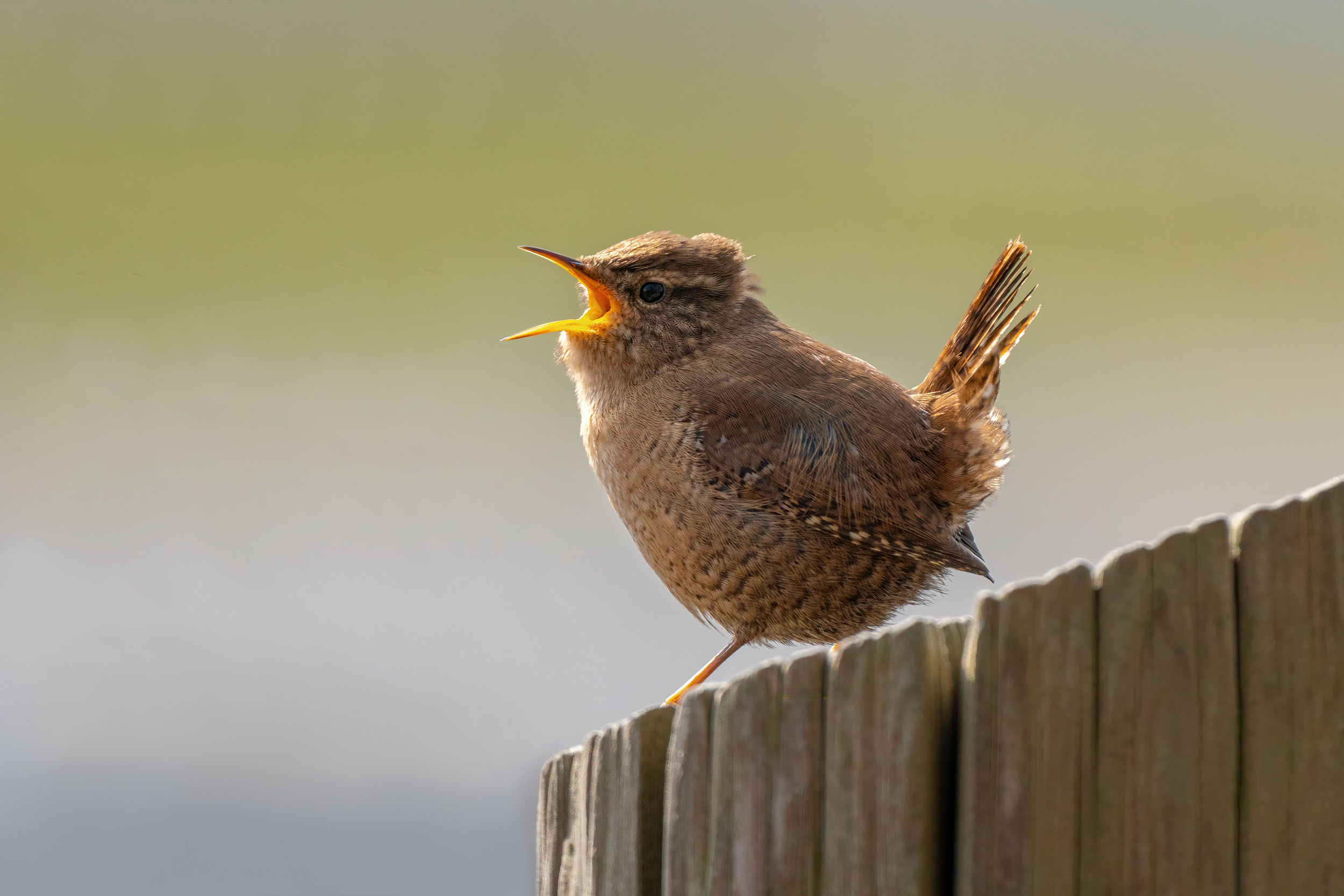 Vögel in Nordfriesland: Singender Zaunkönig