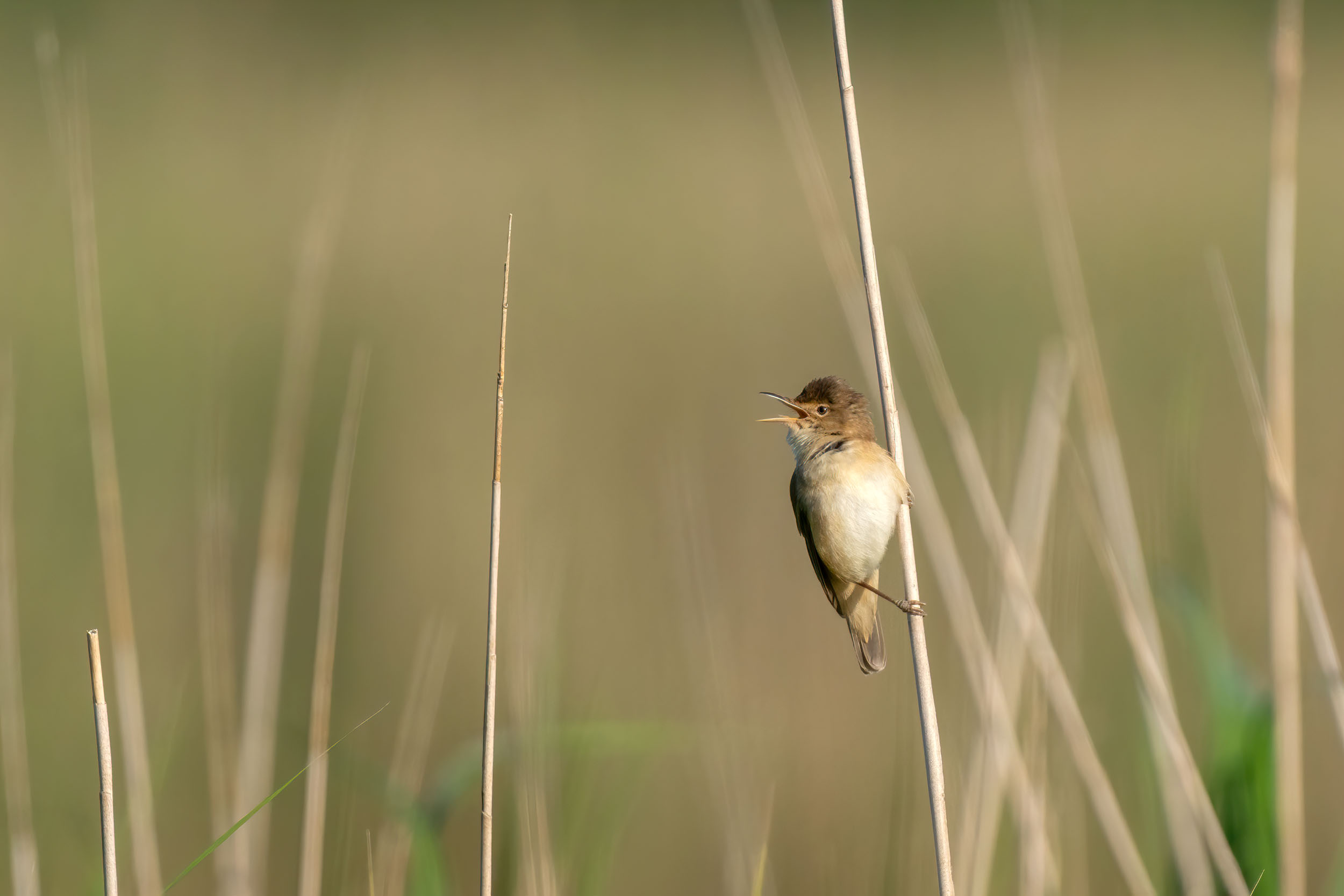 Vögel in Nordfriesland: Drosselrohrsänger