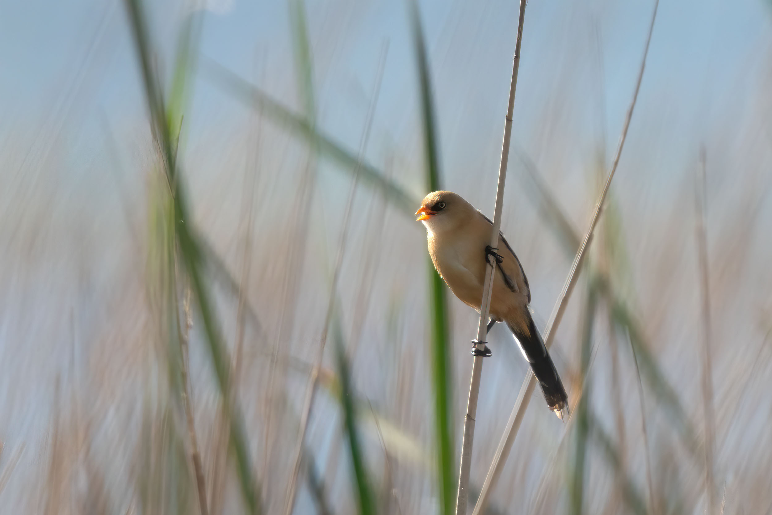 Vögel in Nordfriesland: Bartmeise (Jungvogel)