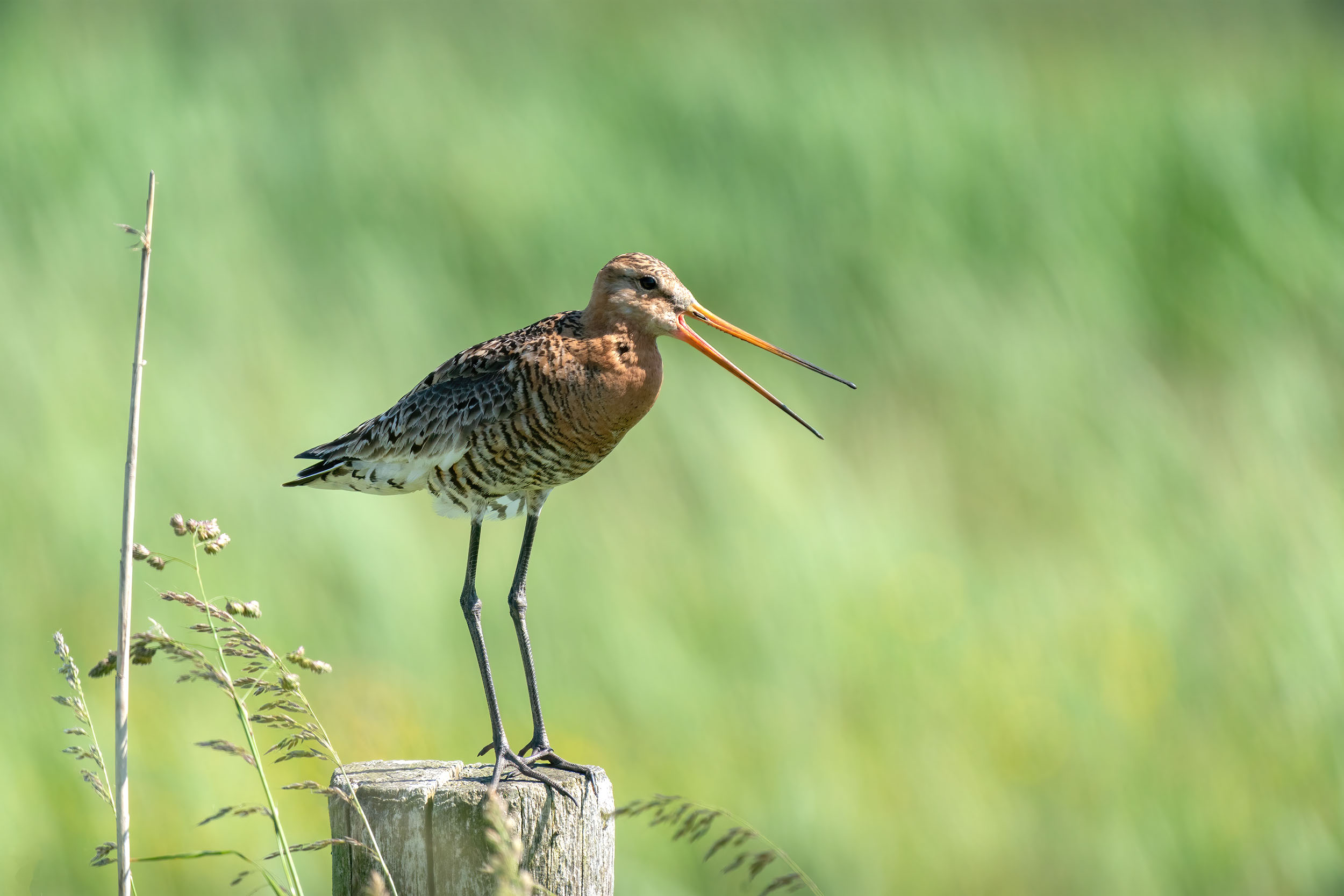 Vögel in Nordfriesland: Uferschnepfe