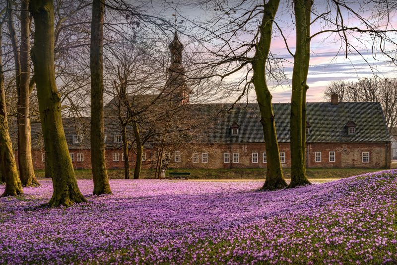 Krokusblüte am Schloss Husum