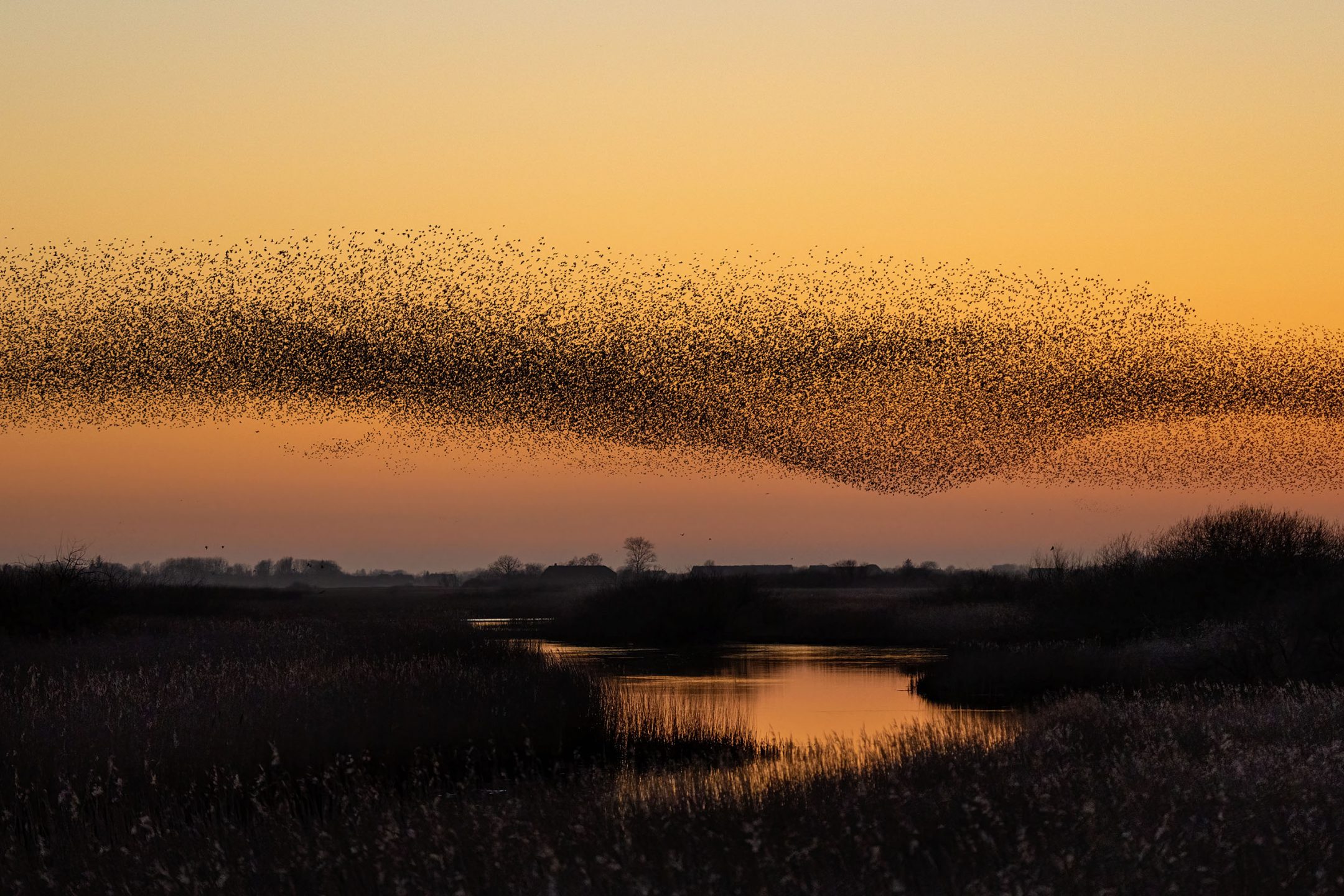 Starenschwarm fliegt in Formation