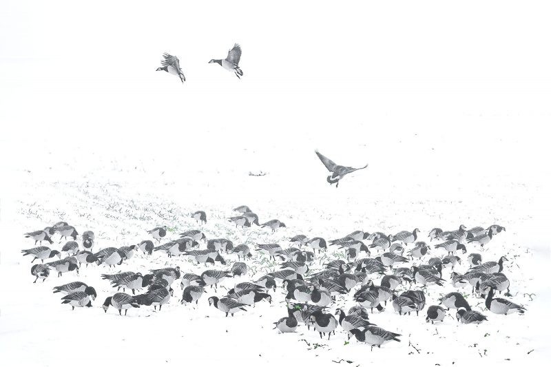 Gänse auf Feld im Schnee