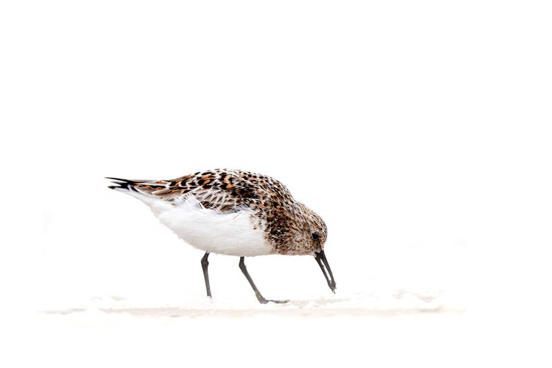 Sanderling